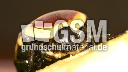 Kongo-Rosenkäfer (14).jpg